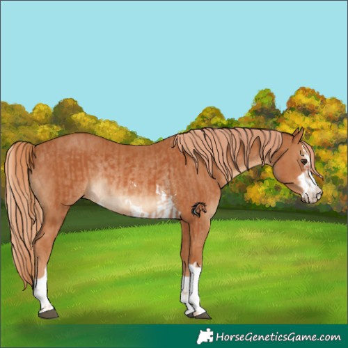 Horse Color:Chestnut  and Chestnut Rabicano 