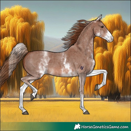 Horse Color:White Spotted Chestnut Sabino 