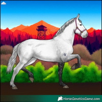 Horse Color:Gray Black 