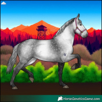 Horse Color:Gray Black
