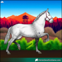 Horse Color:Gray Black 