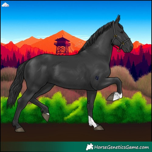 Horse Color:Black 