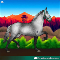Horse Color:Gray Black 