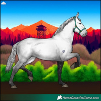 Horse Color:Gray Black 