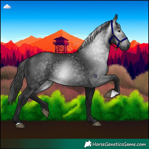 Horse Color:Gray Black 