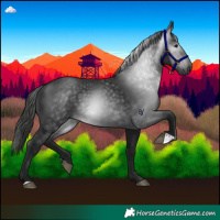 Horse Color:Gray Black