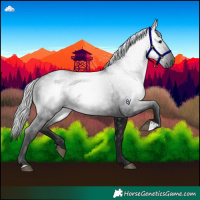 Horse Color:Gray Black 