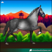 Horse Color:Gray Black 