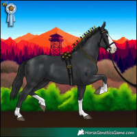 Horse Color:Black Splash 