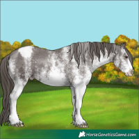 Horse Color:White Spotted Liver Chestnut Appaloosa