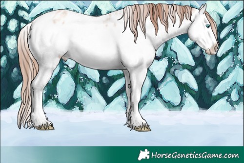 Horse Color:White Spotted Gold Champagne Ice Splash Appaloosa 
