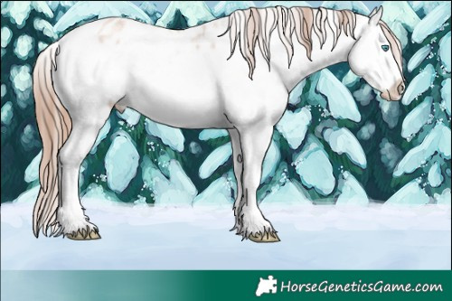 Horse Color:White Spotted Gold Champagne Ice Splash Appaloosa 