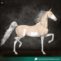 Horse Color:Silver Classic Champagne Dun Splash Frame 