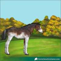 Horse Color:White Spotted Brown Snowflake Varnish