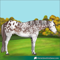 Horse Color:White Spotted Chocolate Brown Appaloosa Rabicano 
