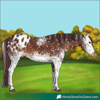 Horse Color:White Spotted Chocolate Brown Appaloosa Rabicano 