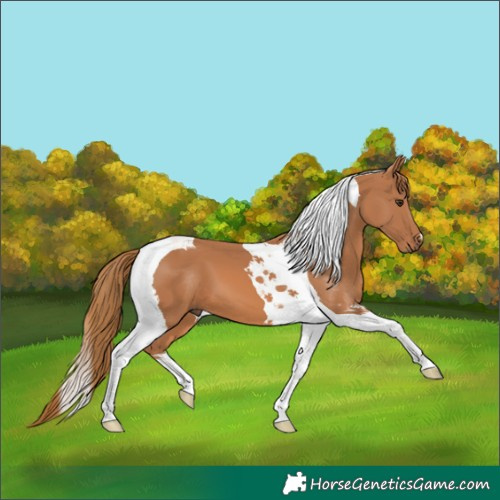 Horse Color:Chestnut Tobiano