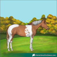 Horse Color:Chestnut Tobiano