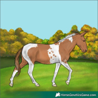 Horse Color:Chestnut Tobiano 
