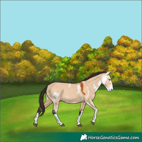 Horse Color:Bay Dun Sabino Rabicano