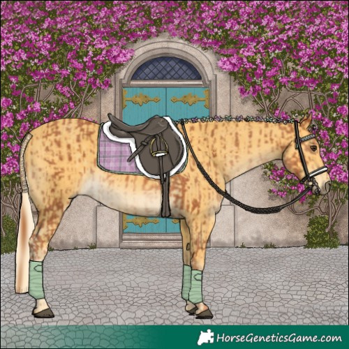 Horse Color:Chestnut and Palomino