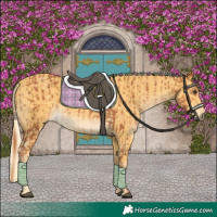 Horse Color:Chestnut and Palomino