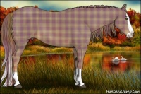 Horse Color:Plaid Chestnut Splash