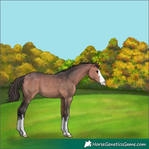 Horse Color:Platinum White Spotted Bay 