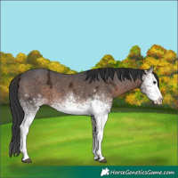 Horse Color:White Spotted Brown Ice Rabicano 
