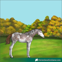 Horse Color:White Spotted Liver Chestnut Ice 