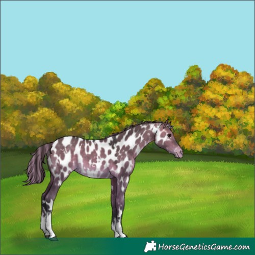 Horse Color:Platinum Painted White Spotted Bay Dun Near Leopard 