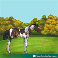 Horse Color:Brown Ice Tobiano 