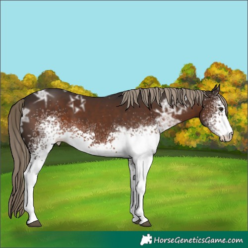 Horse Color:White Spotted Liver Chestnut Ice 