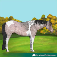Horse Color:Brown Ice Tobiano 