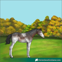 Horse Color:White Spotted Brown Ice Rabicano 
