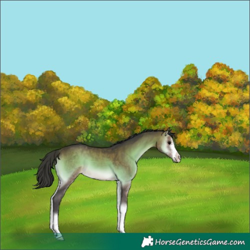 Horse Color:Platinum White Spotted Bay Onyx 