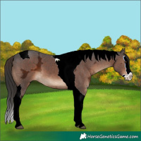 Horse Color:Liver Chestnut Ice Splash Tobiano 