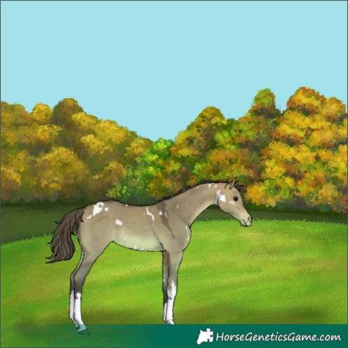 Horse Color:Platinum White Spotted Bay Dun Varnish 
