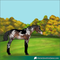 Horse Color:Brown Ice Splash Tobiano