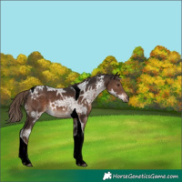 Horse Color:Liver Chestnut Ice Tobiano 