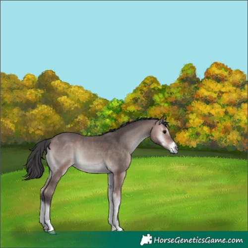Horse Color:Platinum Bay Onyx 