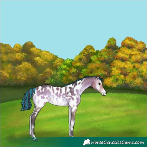 Horse Color:Platinum Painted Bay Onyx Near Leopard 