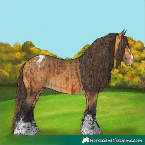 Horse Color:Bay Appaloosa  and Buckskin Appaloosa 