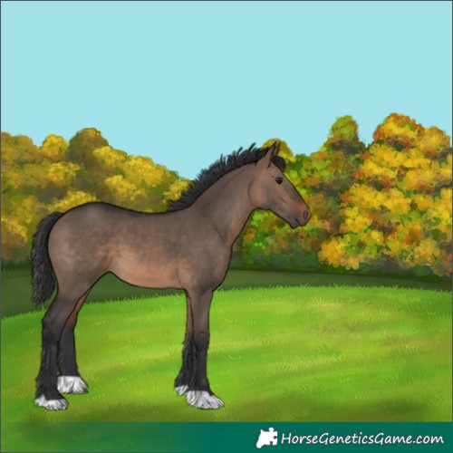 Horse Color:Brown Dun 