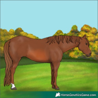 Horse Color:Chestnut 