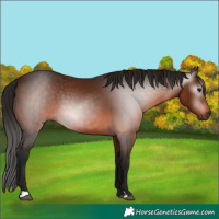 Horse Color:Gray Bay 