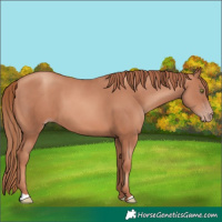 Horse Color:Gold Champagne 