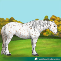 Horse Color:Bay Leopard and Buckskin Leopard