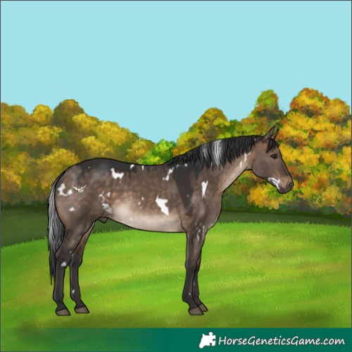 Horse Color:White Spotted Bay Dun 
