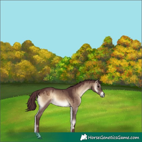 Horse Color:Unknown 